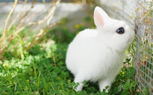 荷兰侏儒兔怎么养？荷兰侏儒兔养殖方法