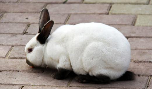 加利福尼亚兔的简介-加利福尼亚兔是怎样的