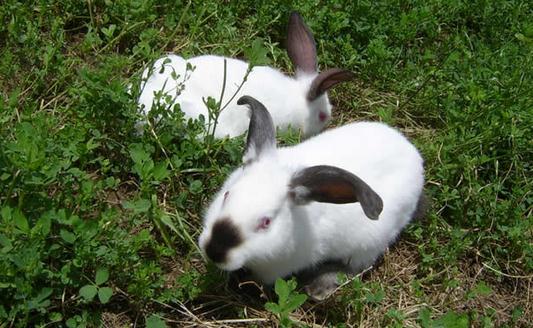 加利福尼亚兔的外形特征有哪些？