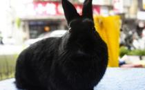 哈瓦那兔的简介-哈瓦那兔是什么？