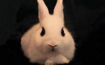 海棠兔的简介-海棠兔是什么兔子？