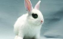 海棠兔产自哪里？海棠兔的环境温度控制