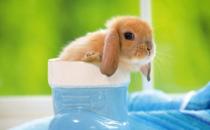 荷兰垂耳兔怎么养？荷兰垂耳兔的产地