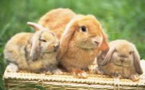 荷兰垂耳兔的价格-荷兰垂耳兔多少钱能买到？