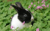 荷兰兔的价格-荷兰兔多少钱能买到？