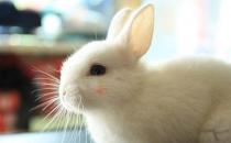 荷兰侏儒兔产自哪里？荷兰侏儒兔性格如何？