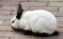 加利福尼亚兔的简介-加利福尼亚兔是怎样的？