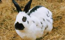 加利福尼亚兔的外形特征有哪些？