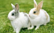 家兔的简介-家兔有什么生活习性？