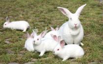 家兔的繁殖方法有哪些？