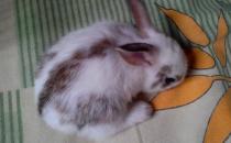 洁西伍莉的价格-洁西伍莉多少钱能买？