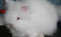 洁西伍莉的产地在哪里？