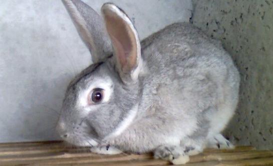 美国黄褐色家兔的外观特征