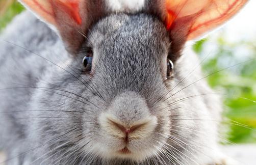 金吉拉兔的简介-金吉拉兔是怎样的？