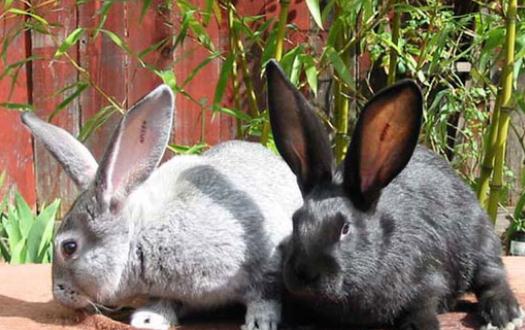 金吉拉兔的养殖环境应该是怎样的？