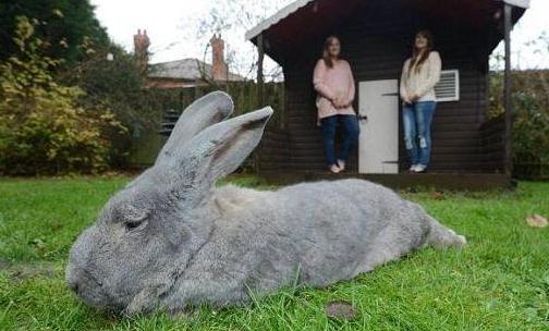 巨型格仔兔的简介-巨型格仔兔是什么兔子？