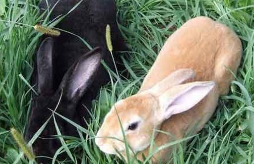 莲山黑兔的简介-莲山黑兔是什么？