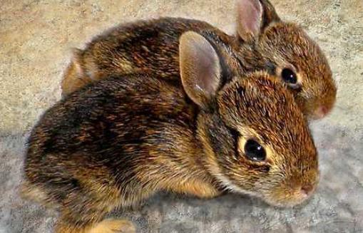 琉球兔的产地-琉球兔是怎样的？