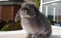 美国费斯垂耳兔的简介-美国费斯垂耳兔是什么品种？