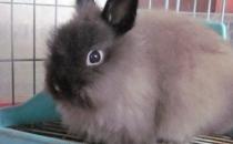 美国费斯垂耳兔产自哪里？