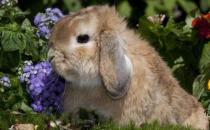 美国黄褐色家兔对环境有什么要求？