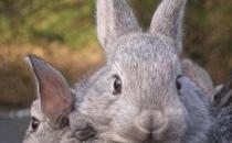 金吉拉兔怎么养？金吉拉兔的养殖方法