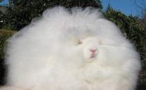 巨型安哥拉兔是怎样的？巨型安哥拉兔的简介