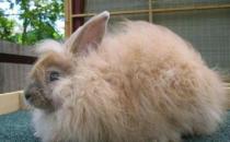 巨型安哥拉兔的产地-巨型安哥拉兔产自哪里？