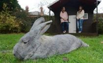 巨型格仔兔的简介-巨型格仔兔是什么兔子？