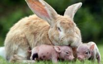 巨型格仔兔多少钱一只？