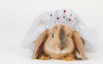 巨型花明兔的简介-巨型花明兔是什么兔子？