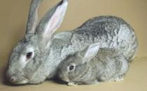 巨型金吉拉兔的产地-巨型金吉拉兔产自哪里？