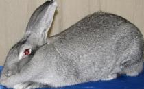 巨型金吉拉兔有什么特征？