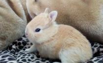 雷克斯兔的简介-雷克斯兔是什么兔子？