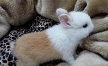 雷克斯兔的价格-雷克斯兔如何日常打理？