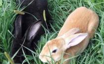 莲山黑兔的简介-莲山黑兔是什么？