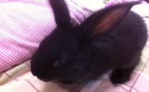 莲山黑兔能喝水吗？莲山黑兔的喂食