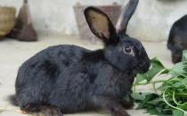 莲山黑兔的日常怎么打理？