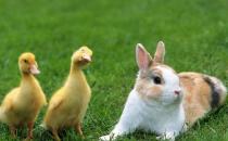 琉球兔的简介-琉球兔是什么兔子？