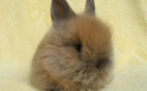 猫猫兔仔兔的管理-猫猫兔幼兔的饲养管理