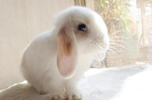 迷你垂耳兔的简介-迷你垂耳兔是怎样的？