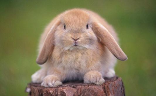 迷你垂耳兔的特征-迷你垂耳兔的寿命