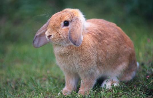 迷你垂耳兔怎么养?迷你垂耳兔吃什么?