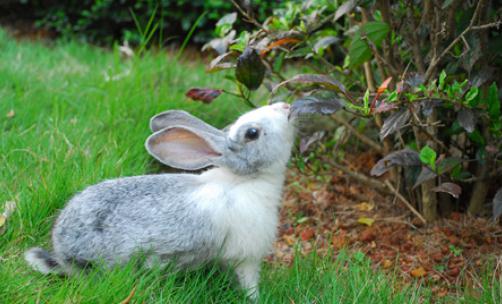 青紫蓝兔怎么养?青紫蓝兔养殖方法