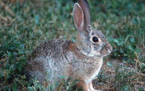 沙漠棉兔怎么养？沙漠棉兔吃什么？