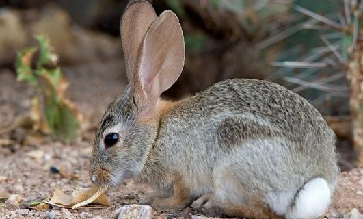 沙漠棉兔有什么形态特征?-360常识网