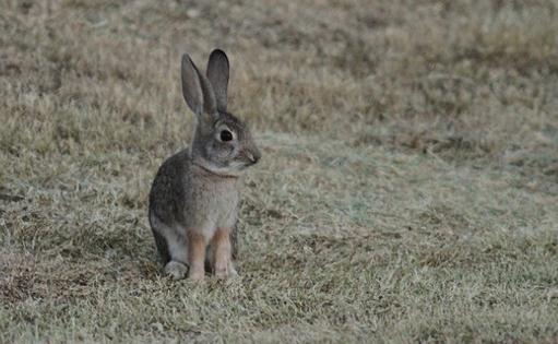 沙漠棉尾兔是怎样的？沙漠棉尾兔的简介