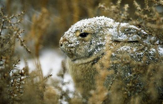 沙漠棉尾兔怎么养？沙漠棉尾兔吃什么？