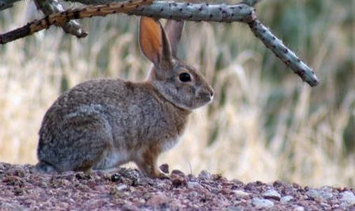 沙漠棉尾兔的形态特征是怎样的?-360常识网