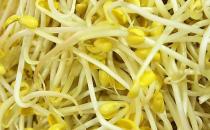 吃黄豆芽清热明目 盘点黄豆芽的功效与作用